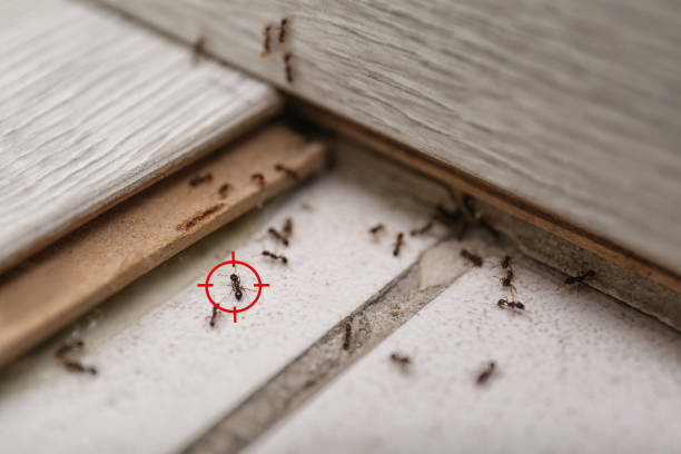 Best Ant Control Services  in Hometown, IL