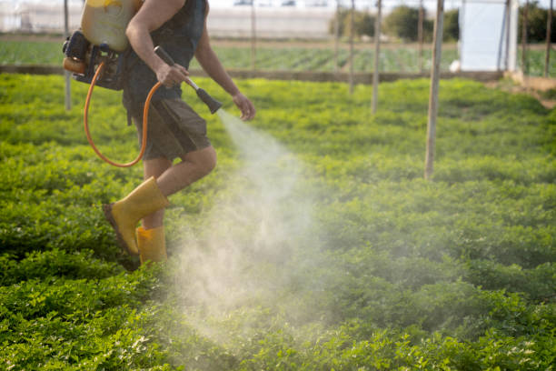 Best Affordable Pest Control Services  in Hometown, IL