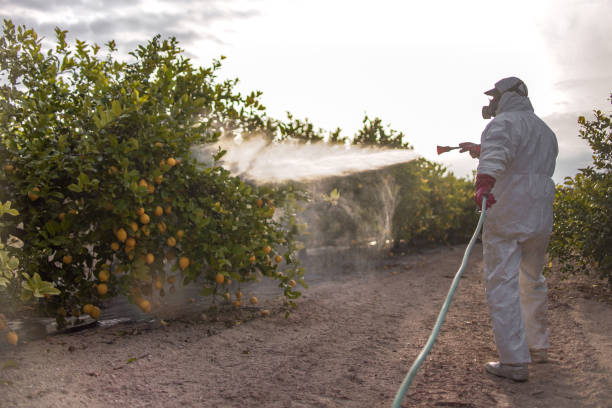 Best Termite Control Services  in Hometown, IL