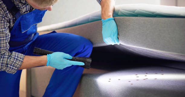 Best Local Pest Control Services  in Hometown, IL