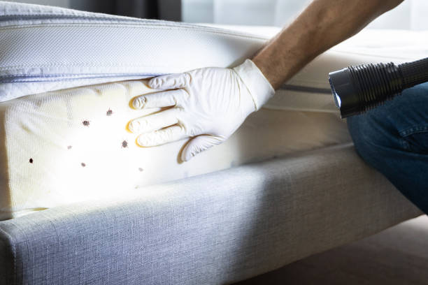 Best Flea Control Services  in Hometown, IL