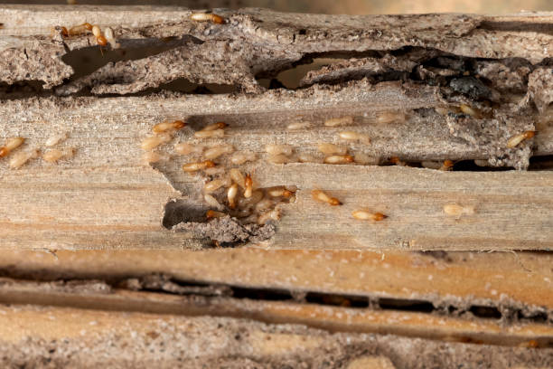 Best Insect Control  in Hometown, IL